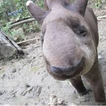 Just one of the animals we care for. A beautiful tapir!