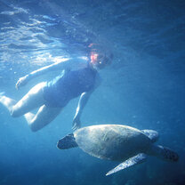 Snorkelling with turtles Australia Summer Program with Pacific Discovery
