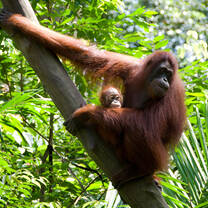 Camp Borneo - Volunteer in Borneo