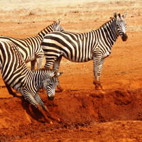 Camp Tanzania - Volunteer in Tanzania