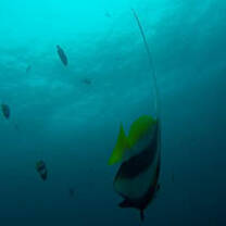 Sights-while-on-PADI-courses-at-Aliwal-Shoal