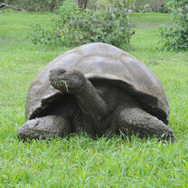 galapagos in a stte  