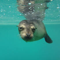 sea lion under the water
