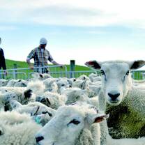 Organic Farming