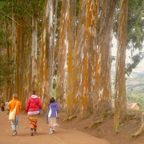 East Africa Mufindi Highlands