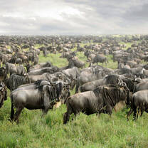 Tanzania Migration Footsteps