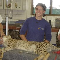 Student working with cheetahs in Namibia