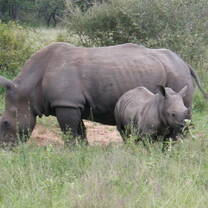 Tanzania , volunteering on safari