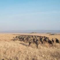 Tanzania - Wildlife safari