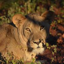 South Africa - wildlife safari
