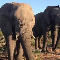 South Africa - Elephant safari's.