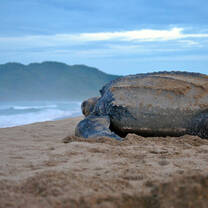 Costa Rica. Turtle Conservation