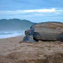 Costa Rica. Turtle Conservation