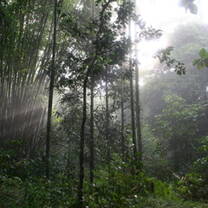 Costa Rica. Monteverde Cloud Forest
