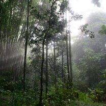 Costa Rica. Monteverde Cloud Forest