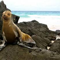 Ecuador - Conservation on the Galapagos.