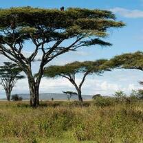 Semester in East Africa