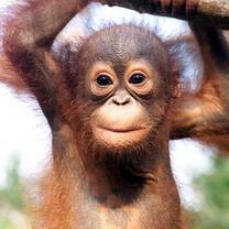 Borneo: Orangutan safari