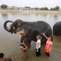 Caring for elephants