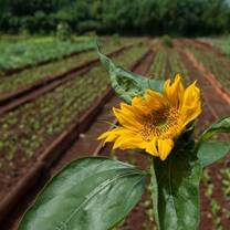 Sustainable Agriculture in Cuba