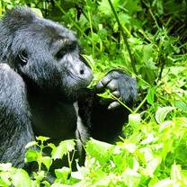 Gorilla Trekking
