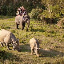 Discover the wildlife in Chitwan National Park