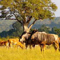 Guaranteed departures to Tanzania's most memorable wildlife Safari parks 