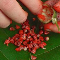 Sustainable Agriculture in Guatemala