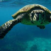 Scuba diving in Madagascar - marine conservation