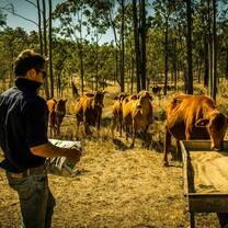 Feeding cattle 