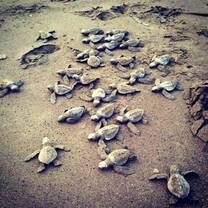 MAXIMO NIVEL - Working with sea turtles