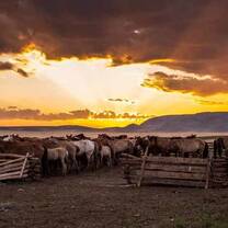 horses and sunset in Mongolia