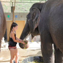 Walking Tree High School Travel Program in Thailand