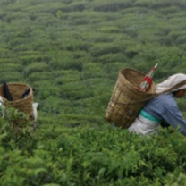 Eastern Himalayas: West Bengal to Sikkim 