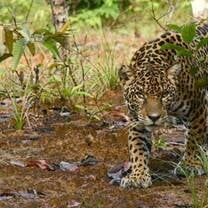 Operation Wallacea Guyana Jaguar