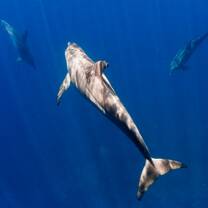 Operation Wallacea Honduras Dolphins