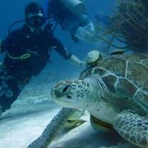 Operation Wallacea Mexico Dolphins