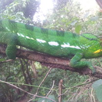 Furcifer Pardalis ( Panther Chameleon)