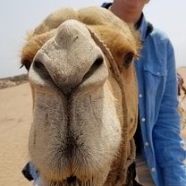 Camel 
