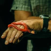 This harmless, slow-moving Red Coffee Snake (Ninia sebae) did not live up to its name