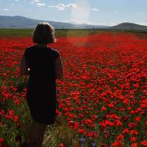 A poppy field