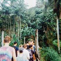 Fijian Forest