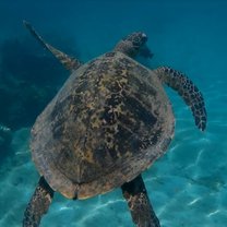 Turtle in a marine nationalparc- Nosy Tanikely