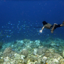 Indonesia Semester: Conservation & Culture in the World's Largest Archipelago