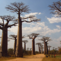 Madagascar Semester: Cultural & Ecological Diversity