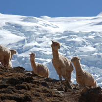  Peru: Sacred Mountains