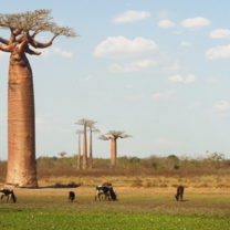 Madagascar: Island of Diversity