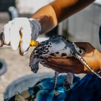 Turtle conservation volunteer in Bali with IVHQ