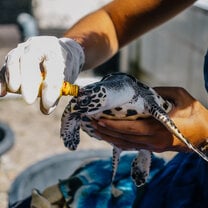 Sea turtle volunteering in Bali with IVHQ