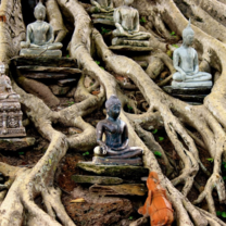 Thailand Summer: Sustainability and Spirituality in the Land of Smiles
